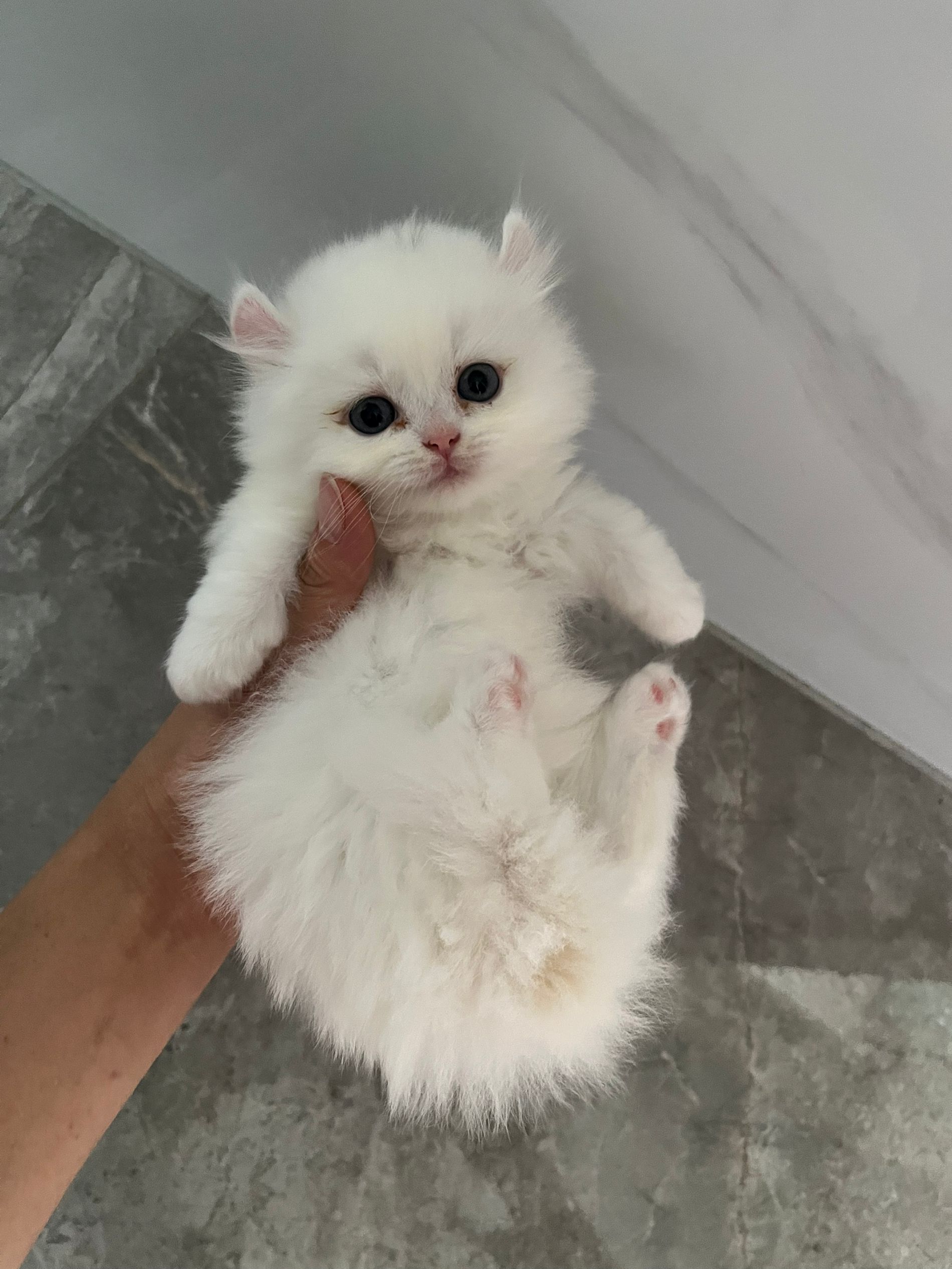 长毛五粉卷耳矮脚猫